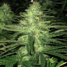 Northern Lights Silver auto feminised (Errors Seeds)