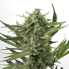 OG Kush Silver auto feminised (Errors Seeds)