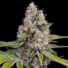 OG Kush Gold auto feminised (Errors Seeds)
