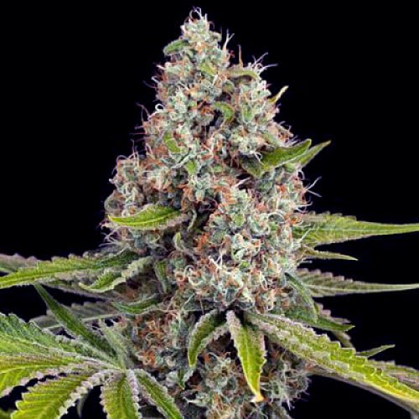 Насіння марихуани OG Kush Gold autofem. Errors Seeds