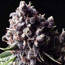 Purple Gold auto feminised (Errors Seeds)