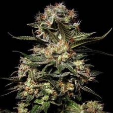 Somango Gold auto feminised (Errors Seeds)