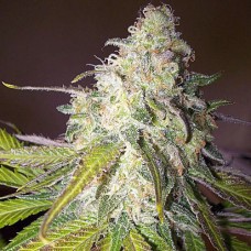 Sour Diesel Gold auto feminised (Errors Seeds)