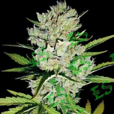 Super Skunk Gold auto feminised (Errors Seeds)