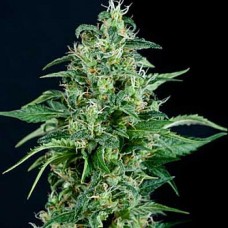 Sweet Tooth Gold auto feminised (Errors Seeds)