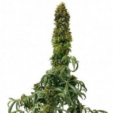 Sweet Tooth Silver auto feminised (Errors Seeds)