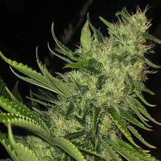 Errors-Seeds auto Tutankhamon feminised Украина