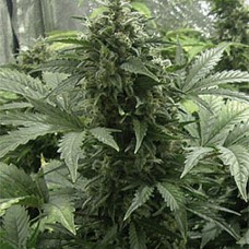 White Dwarf Gold auto feminised (Errors Seeds)