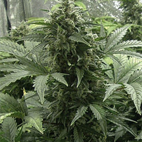 Насіння марихуани White Dwarf Gold autofem. Errors Seeds