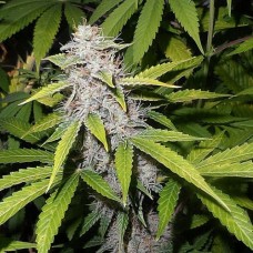 Afghani Silver auto regular (Errors Seeds)