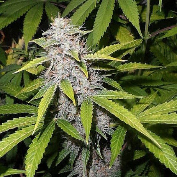 Насіння марихуани Afghani Silver autoreg. Errors Seeds