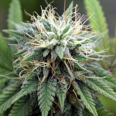 AK-47 Silver auto regular (Errors Seeds)