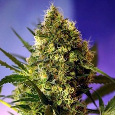 Errors-Seeds auto Big Devil Regular Украина