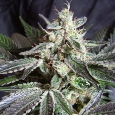 Errors-Seeds auto Black Cream feminised Україна