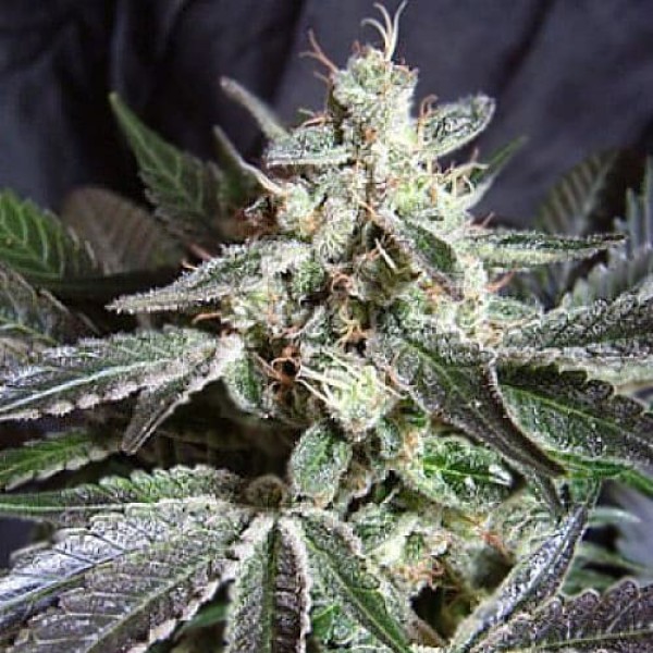 Насіння коноплі Errors-Seeds auto Black Jack Regular Україна