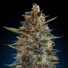 Errors-Seeds auto Blue Diesel Regular Україна