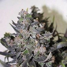 Errors-Seeds auto Blue Mystic Regular Украина