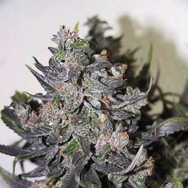 Насіння коноплі Errors-Seeds auto Blue Mystic Regular Україна