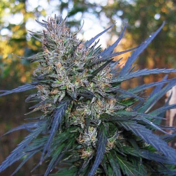 Насіння марихуани Blueberry Bliss Silver autoreg. Errors Seeds