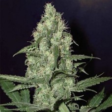 Errors-Seeds auto Cheese Regular Україна