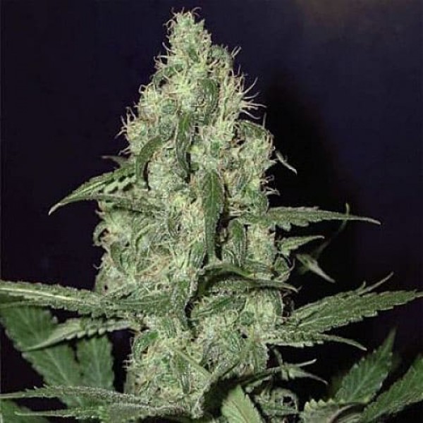 Насіння коноплі Errors-Seeds auto Cheese Regular Україна