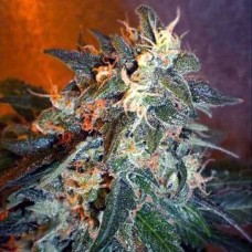 Cobra Silver auto regular (Errors Seeds)