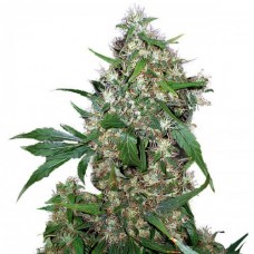 Errors-Seeds auto Critical Regular Украина