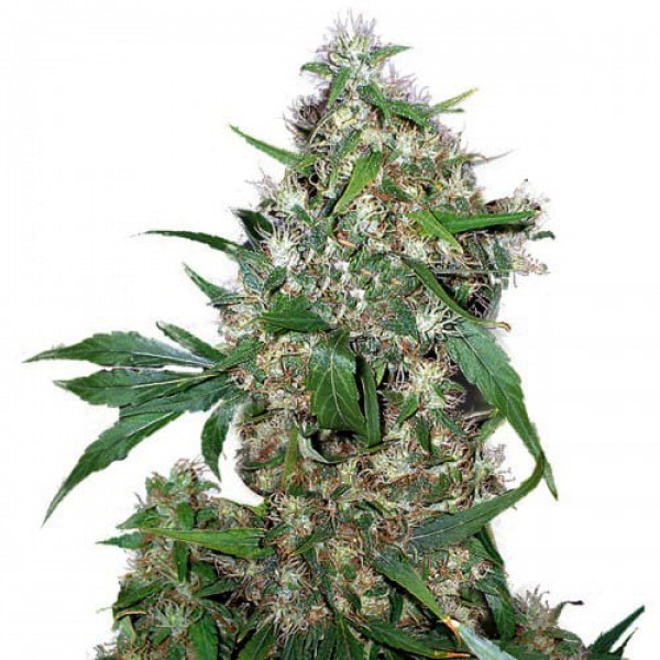 Семена конопли Errors-Seeds auto Critical Regular Украина