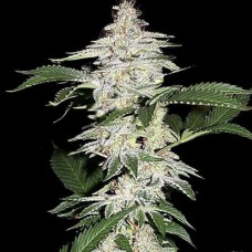 Crystal METH Silver auto regular (Errors Seeds)