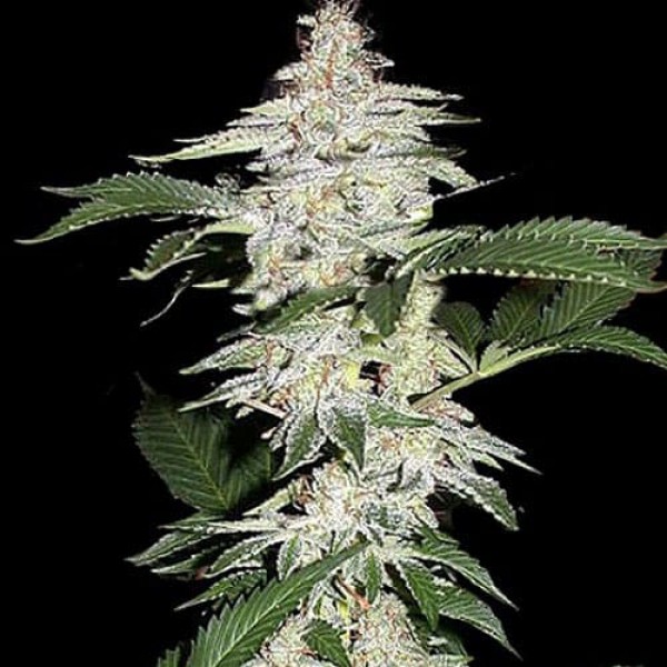 Насіння марихуани Crystal METH Silver autoreg. Errors Seeds