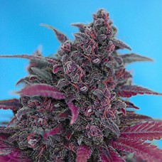 Errors-Seeds auto Dark Devil Regular Украина