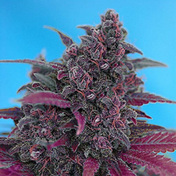 Насіння коноплі Errors-Seeds auto Dark Devil Regular Україна