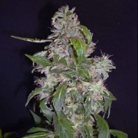 Errors-Seeds auto Diesel Regular Україна