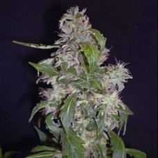 Errors-Seeds auto Diesel Regular Україна