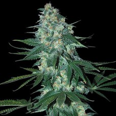 Errors-Seeds auto El Alquimista Regular Україна