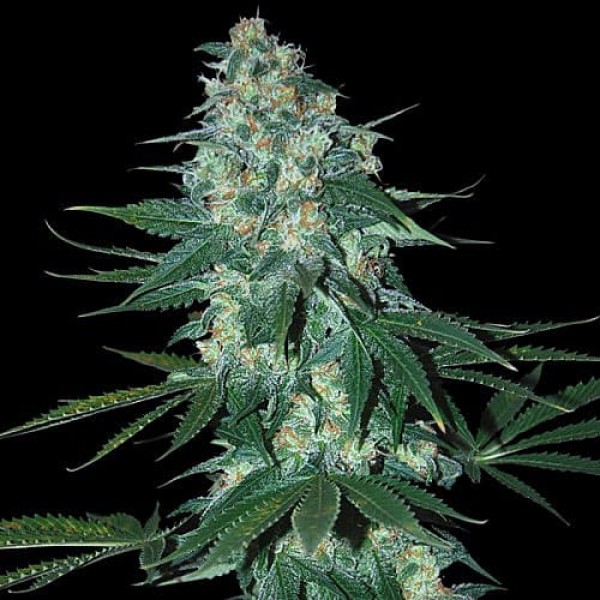 Насіння коноплі Errors-Seeds auto El Alquimista Regular Україна
