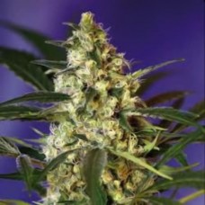 Errors-Seeds auto Fast Bud Regular Україна