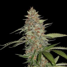 Errors-Seeds auto G14 Regular Украина