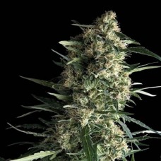 Errors-Seeds auto Galaxy Regular Україна