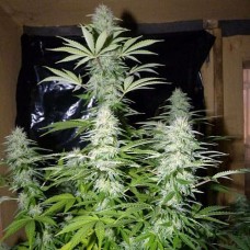 Errors-Seeds auto GT Regular Україна