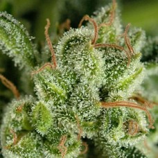 Errors-Seeds auto Haze Regular Україна