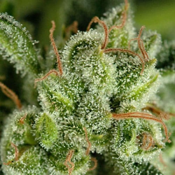 Семена конопли Errors-Seeds auto Haze Regular Украина