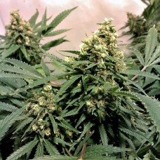 Errors-Seeds auto Heaven Regular Україна