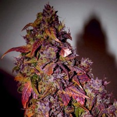 Errors-Seeds auto Himalaya Blue Diesel Regular Україна