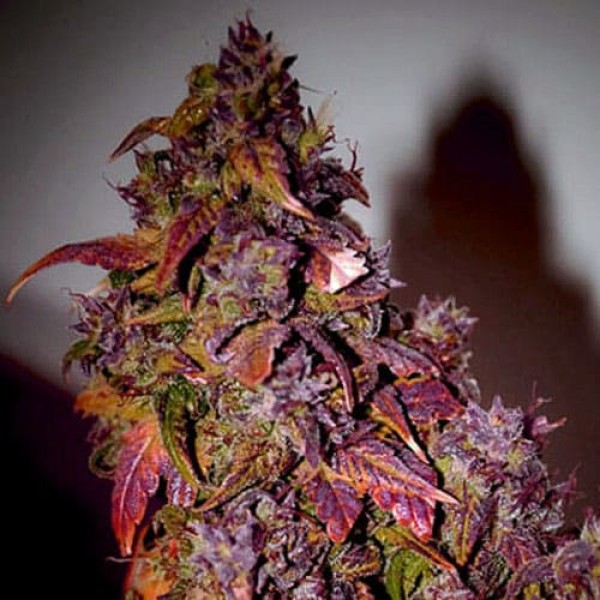 Насіння коноплі Errors-Seeds auto Himalaya Blue Diesel Regular Україна