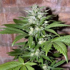 Errors-Seeds auto Hindu Kush Regular Україна