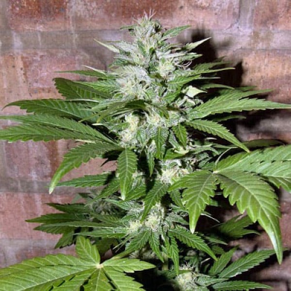 Насіння коноплі Errors-Seeds auto Hindu Kush Regular Україна