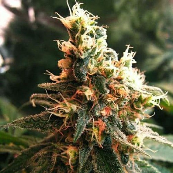 Насіння коноплі Errors-Seeds auto Jock Horor Regular Україна