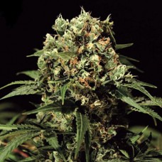 Errors-Seeds auto Kalashnikova Regular Україна