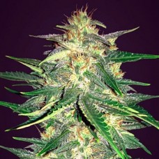 Errors-Seeds auto Lemon Regular Україна